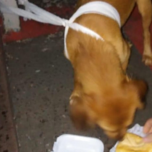 Colaborador do Hospital acolhe cãozinho que seguiu dono atropelado
