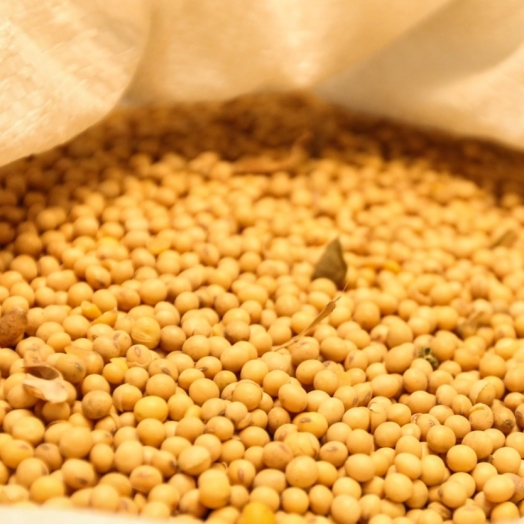Colheita atípica em janeiro no Paraná levou a aumento de 282% nas exportações de soja