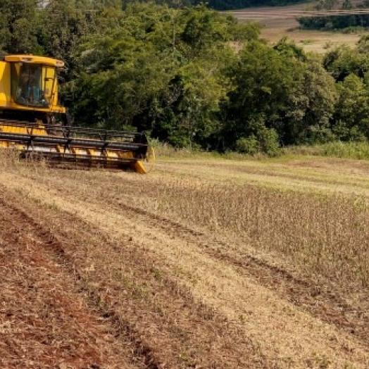 Colheita da soja 24/25 no Oeste do Paraná: desafios climáticos, custos elevados e resiliência no campo