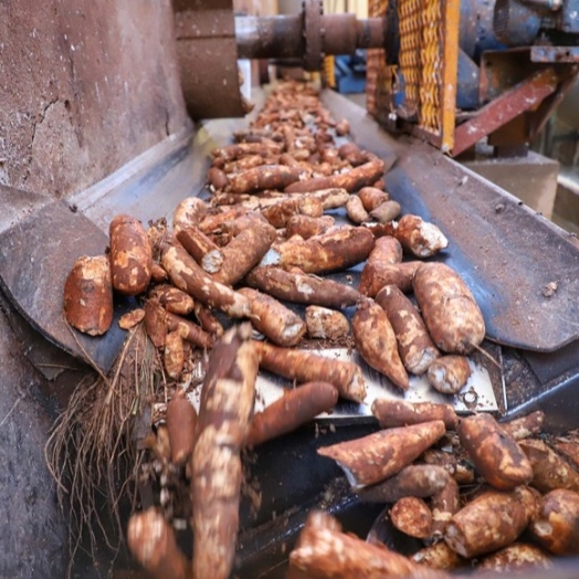 Colheita de mandioca acelera e reduz ociosidade da indústria de fécula e farinha