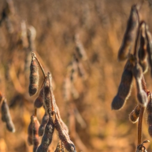 Colheita de soja atinge mais de 50% de área plantada no Paraná