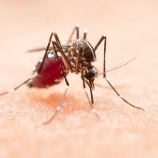 Com 11,9%, Santa Helena é o município com maior índice de infestação predial da dengue