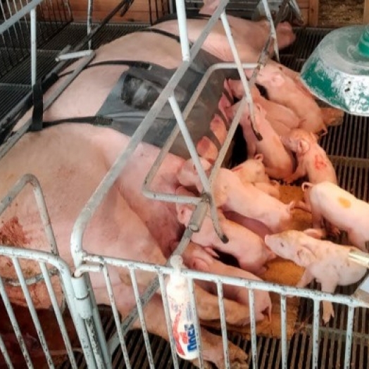 Com apoio do Anjo Inovador, startup paranaense desenvolve cinta massageadora para suinocultura