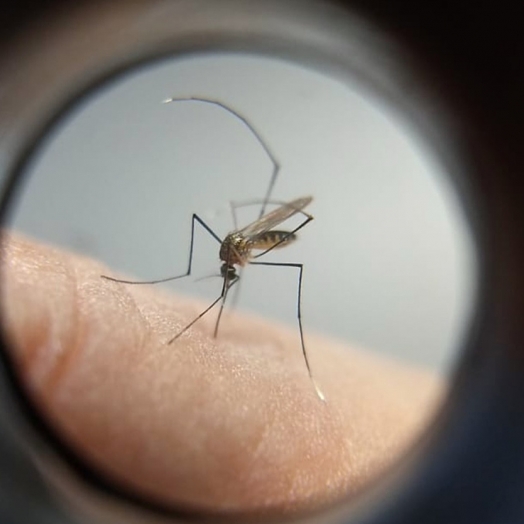 Com surto de chikungunya no Paraguai, Saúde emite alerta para casos da doença no Paraná