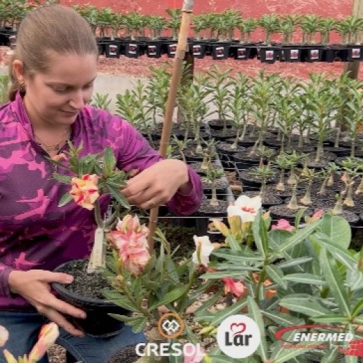 Como a rosa do deserto mudou a vida de Vanessa e se tornou um fenômeno no mercado de flores