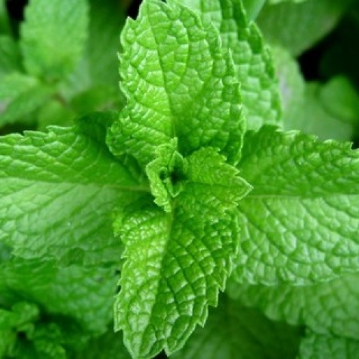 Como cultivar hortelã em casa
