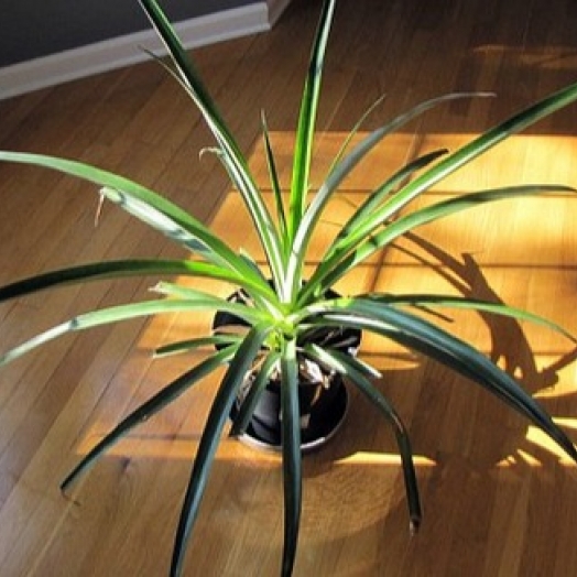 Como plantar abacaxi em um vaso na sua casa