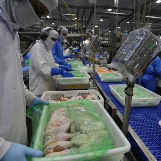 Conab projeta produção de carne de frango em 16 milhões de toneladas em 2024, novo recorde na série histórica