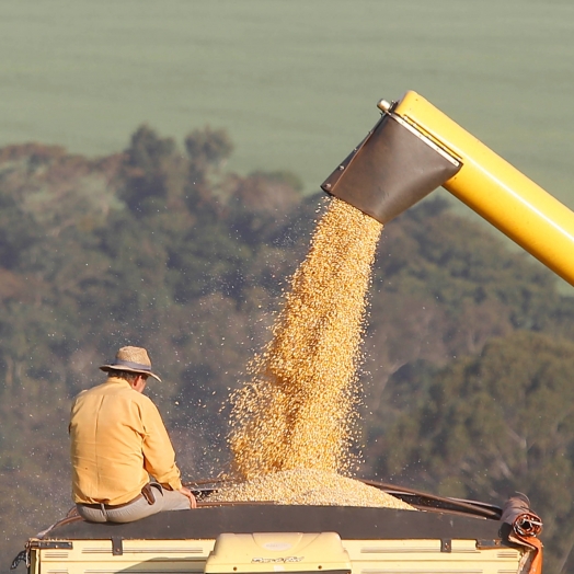 Conab promove contratação para transporte de 2.650 toneladas de milho