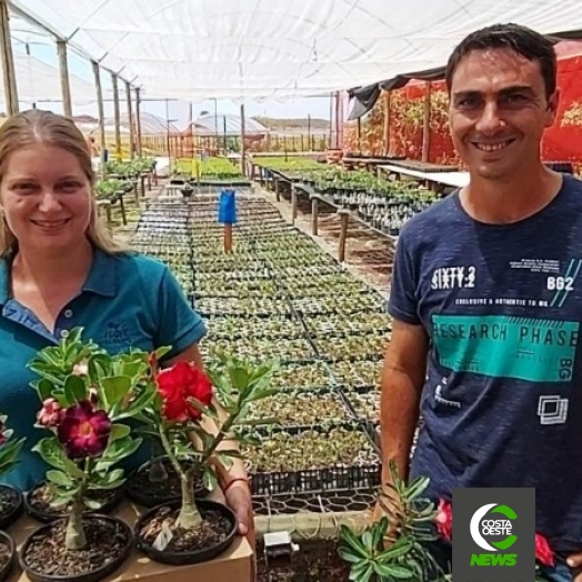Conheça a produção de rosas do deserto que iniciou como terapia e hoje é um negócio de 40 mil plantas