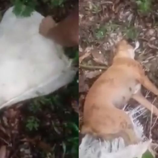 Crueldade: cachorro é colocado vivo em bolsa e lançado na mata para morrer em Santa Helena
