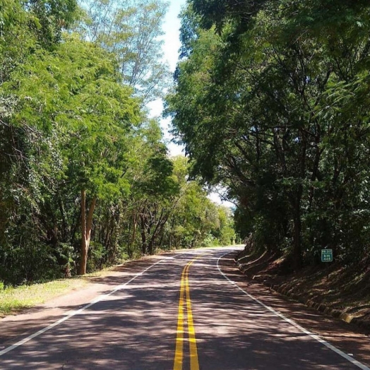 DER/PR finaliza licitação para poda de árvores em 742 km de rodovias do Oeste e Sudoeste