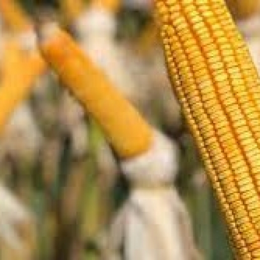 Deral reduz qualidade do milho no Paraná e plantio avança pouco diante das chuvas