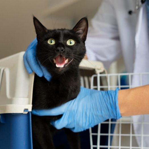 Doença renal em felinos: Entenda o que é como evitar