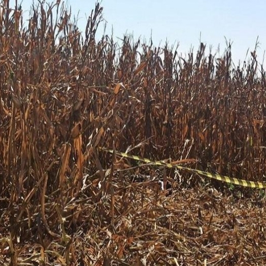 Durante colheita de milho, cadáver é encontrado no interior de Toledo