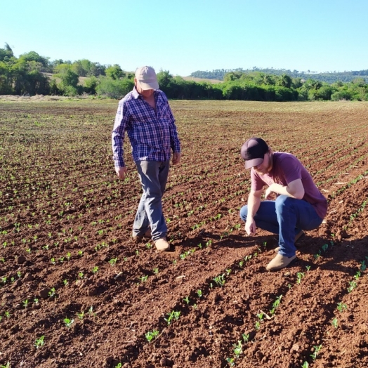 Em propriedade diversificada, produtor rural prioriza soja e gado de corte fica em segundo plano