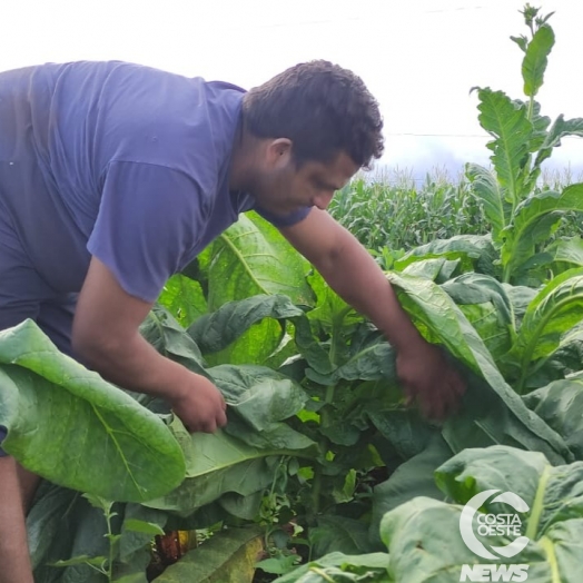 Em tempos de seca pequeno agricultor encontra no tabaco alternativa rentável