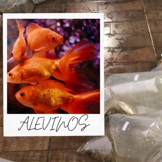 Encerra nesta sexta-feira (28), pedidos de alevinos no Sindicato Rural de Santa Helena