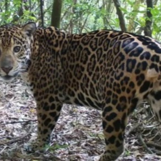 Equipe do Projeto Onças do Iguaçu confirma aparecimento de onça parda em Medianeira