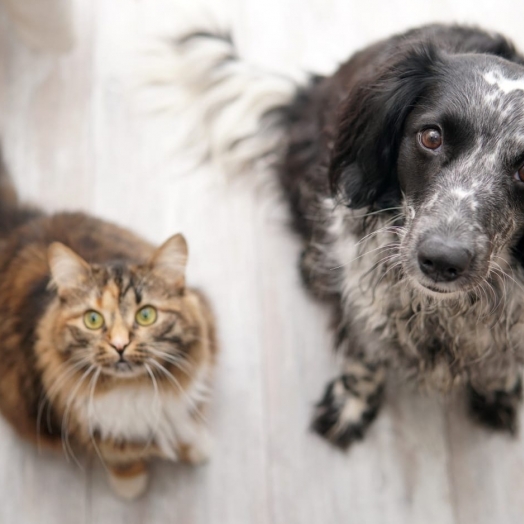 Especial Páscoa: Entenda porque os animais de estimação não podem comer chocolate