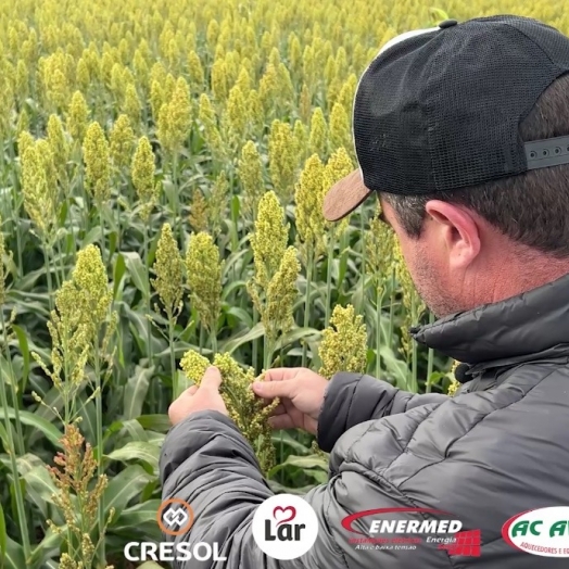 Agricultor aposta no cultivo de sorgo no lugar de milho em Santa Terezinha de Itaipu