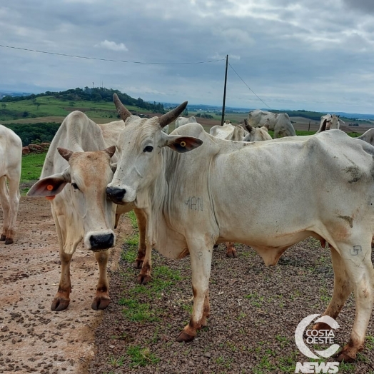 Expedição Costa Oeste: Empresário decide diversificar seus negócios com criação de gado de corte