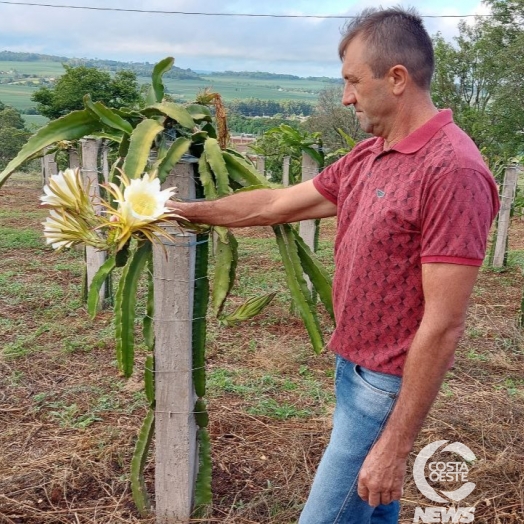 EXPEDIÇÃO COSTA OESTE: Produtor rural decide trocar  parreirais de uva por pitayas