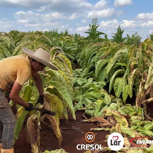 Expedição Costa Oeste: seca e crise do leite fazem pequeno agricultor voltar a cultivar fumo