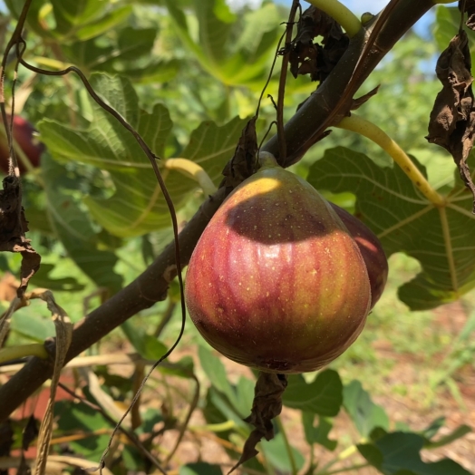 Fábrica de doces de figo