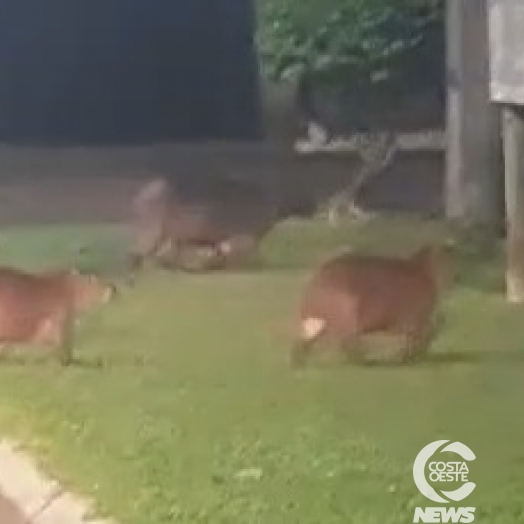 Família de capivaras é flagrada ‘passeando’ pelo Balneário de Santa Helena (vídeo)
