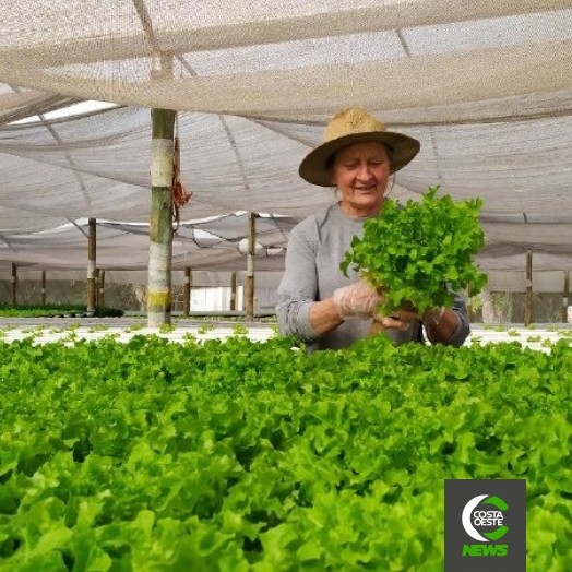Família encontra vocação na produção de hortaliça hidropônicas