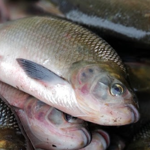 Feira do Peixe acontece hoje (01) na praça central em Santa Helena