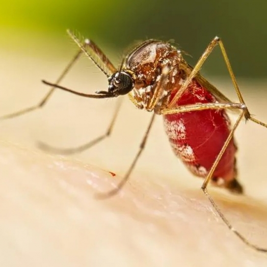 Foz do Iguaçu confirma 20ª morte por dengue em 2023, de acordo com Vigilância Epidemiológica