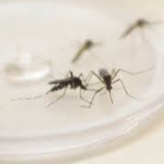 Foz do Iguaçu decreta situação de emergência por epidemia de dengue