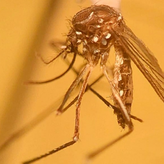 Foz do Iguaçu e Londrina são selecionadas para teste de novo método contra a dengue