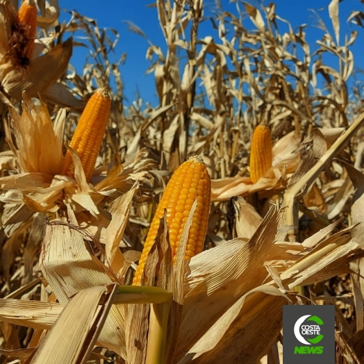 Frio tem atrapalhado, mas agricultores não param e colheita do milho safrinha segue avançando no oeste paranaense