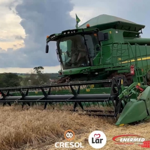 Geadas e chuvas geram prejuízos em lavoura de trigo e retarda plantio da soja