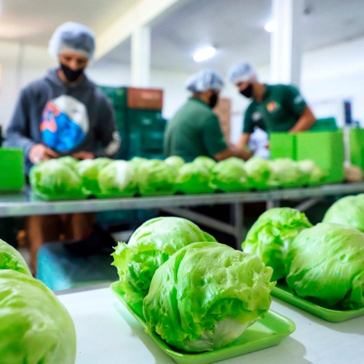 Governo libera R$ 7,9 milhões para fortalecer produção orgânica no Paraná