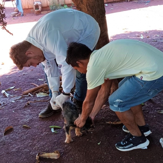 Governo Municipal de São Miguel do Iguaçu completa ação estratégica de vacinação em cães e gatos