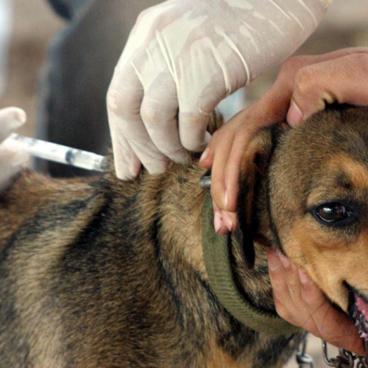 Guaíra realiza vacinação antirrábica para cães e gatos