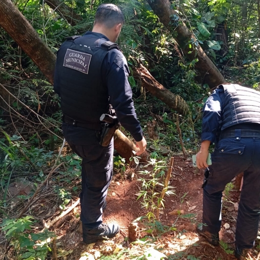Guarda Municipal apreende pés de maconha encontrados às margens da PR-497 em São Miguel do Iguaçu