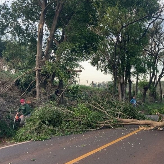 GM de São Miguel do Iguaçu interdita PR-497 após queda de árvore