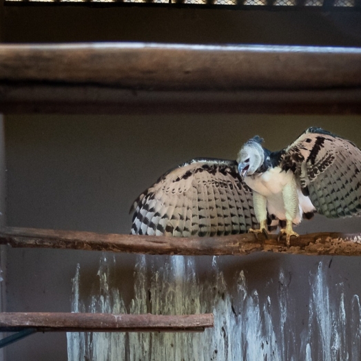 Harpia do Refúgio Biológico da Itaipu ganha nova casa em zoológico de Goiânia