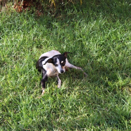 Homem atira contra cachorro em suposta tentativa de furto a residência em Santa Helena