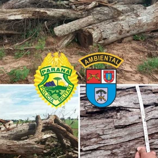 Homem é multado em R$ 12 mil por derrubar 23 árvores nativas no Paraná