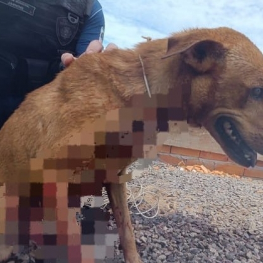 Homem é preso após esfaquear e tentar enterrar cachorro no PR