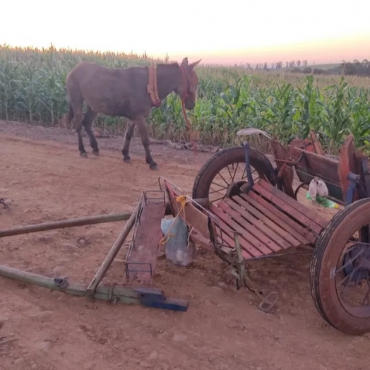 Homem em charrete puxada por burro morre atropelado por caminhão, em Cascavel