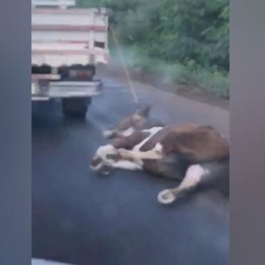 Homem que amarrou cavalo em caminhonete e transitou pela BR-163, foi ouvido e liberado