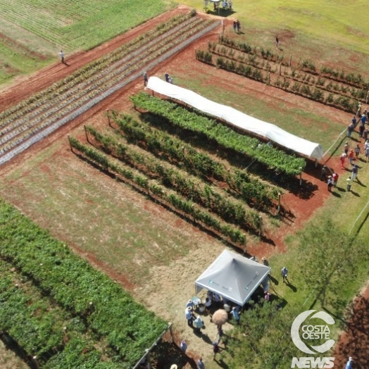 IDR-Paraná organiza a 11ª Jornada Tecnológica de Fruticultura, em Santa Helena