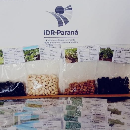 IDR-PR de Santa Helena disponibiliza sementes de novas variedades de feijão